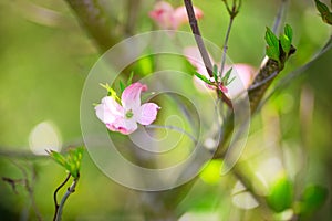 Beautiful pink flowering dogwood blossoms