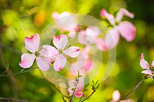 Beautiful pink flowering dogwood blossoms