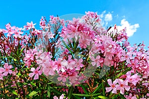 Beautiful pink flowering oleander Nerium Oleander in full bloom