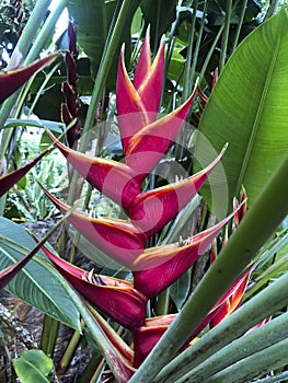 Beautiful pink flowering plant Heliconia. Tropical flower close-up. Seychelles Botanical garden