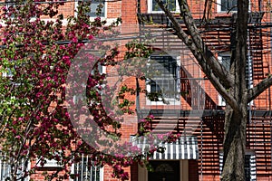 Beautiful Pink Flowering Plant during Spring next to a Fire Escape on an Old Apartment Building in Long Island City Queens New Yor