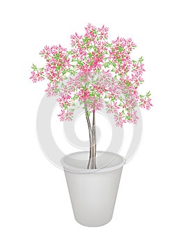 Beautiful Pink Flowering Plants in Flower Pot