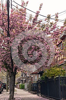 Beautiful Pink Flowering Tree along the Sidewalk during Spring next to Old Homes in Astoria Queens New York