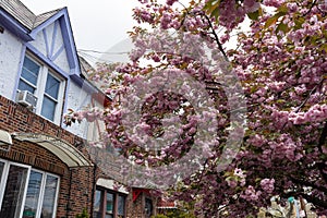 Beautiful Pink Flowering Tree during Spring next to Old Homes in Astoria Queens New York