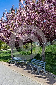 Beautiful Pink Flowering Trees and Empty Benches during Spring at Rainey Park in Astoria Queens New York photo