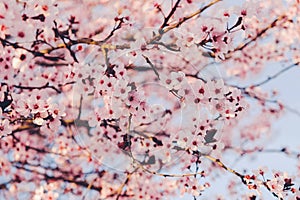 Beautiful pink flowering trees. Floral spring background with cherry blossoms
