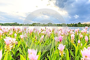 Beautiful pink flowers