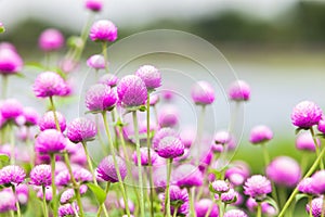 Beautiful pink flowers