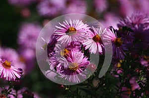 Beautiful pink flowers