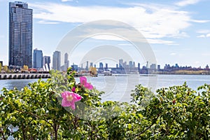 Beautiful Pink Flowers along the East River at Hunters Point South Park during Spring in Long Island City Queens