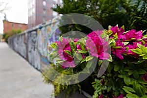 Beautiful Pink Flowers along an Empty Sidewalk in Williamsburg Brooklyn during Spring