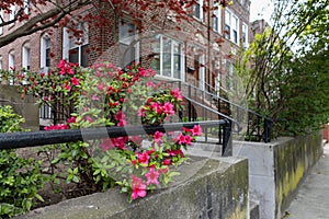 Beautiful Pink Flowers along a Neighborhood Sidewalk during Spring with Old Homes in Astoria Queens New York