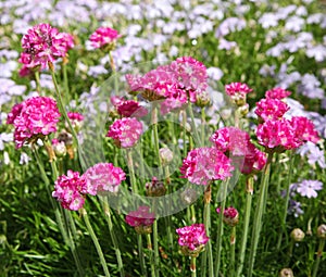 Beautiful pink flowers of Ameria maritima