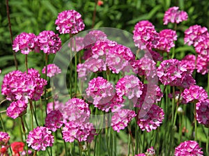 Beautiful pink flowers of Ameria maritima