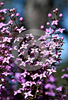 Beautiful pink flowers of the Australian native Boronia ledifolia, family Rutaceae