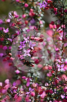 Beautiful pink flowers of the Australian native Sydney Boronia ledifolia, family Rutaceae