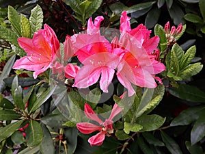 Beautiful pink flowers of Azalea  Millennium.