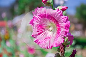 Beautiful pink flowers background nature.