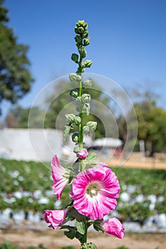 Beautiful pink flowers background nature.