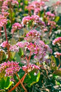 Beautiful pink flowers of Bergenia crassifolia photo
