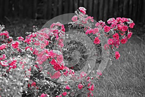 Beautiful pink flowers - Black and white