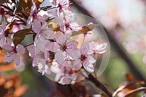 Beautiful pink flowers of bloom plum tree against evening sunset light and blurred bokeh. Spring seasonal floral