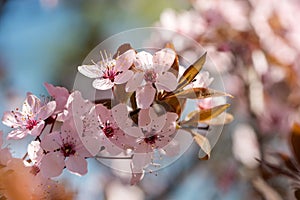 Beautiful pink flowers of bloom plum tree against evening sunset light and blurred bokeh. Spring seasonal floral
