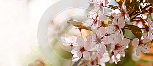 Beautiful pink flowers of bloom plum tree against evening sunset light and blurred bokeh. Spring seasonal floral