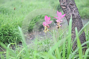 Beautiful pink flowers bloom in the rain forest Curcuma sessilis Gage , Curcuma sessilis , Siam Tulip