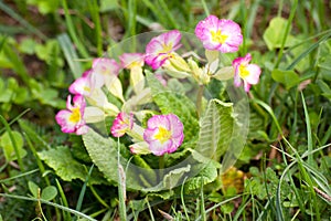 Beautiful pink flowers bloom in spring time