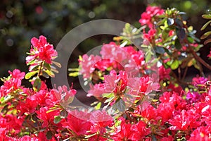 Beautiful pink flowers of blossoming azalea or rhododendron in Keukenhof royal garden in spring, natural floral background