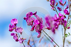 Beautiful pink flowers and blue sky