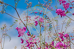 Beautiful pink flowers and blue sky on a sunny day