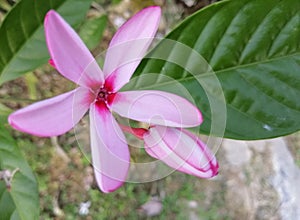 Beautiful pink flowers at the Botanical garden Putrajaya. Floral background concept for art and quotes wallpaper design