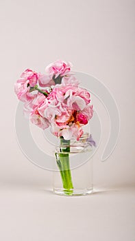 beautiful pink flowers in a bottle on a uniform background. copy space. Vertical mobile format for smartpone stories.