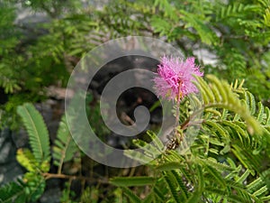 Beautiful pink flowers bud blooming isolated from green leaves plant growing in the garden, natural background, nature photography