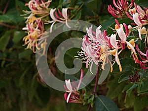 beautiful pink flowers bush in sunlight on city, Gotland street background