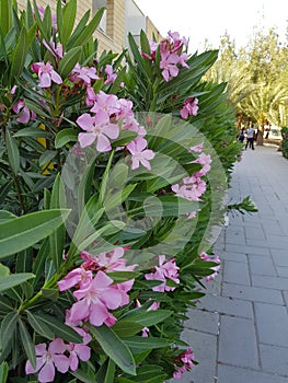 Beautiful pink flowers on the campus of the University of Cyprus