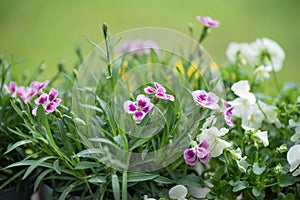 beautiful pink flowers of carnation and white viola blooming in a garden