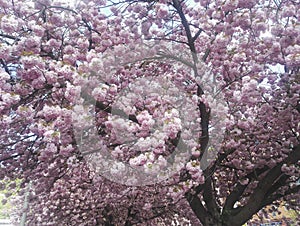 Beautiful pink flowers in cherry tree, blossoming in spring