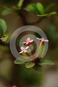 Beautiful pink flowers clicked in macro