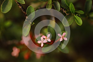 Beautiful pink flowers clicked in macro