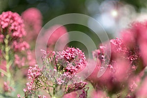 Beautiful pink flowers field in blur view. Blooming garden with selected soft focus and pink flowers in front and back