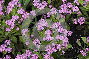 Beautiful pink flowers of forget-me-not or Myosotis sylvatica  in the garden