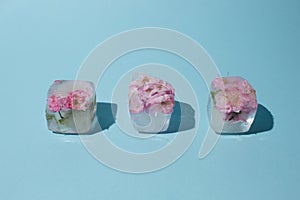 Beautiful pink flowers in four ice cubes on pastel blue background. Sunny day concept. Low angle
