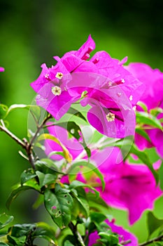 Beautiful pink flowers in the garden, floral background spring and summer concept. Soft focus of Pink Bougainvillea glabra Choisy