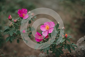 Beautiful pink flowers in the garden. Shallow depth of field.