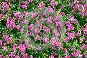 Beautiful pink flowers of Gomphrena globosa. globe amaranth. photo