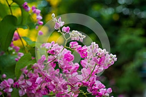 Beautiful pink flowers on green grass background