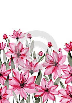 Beautiful pink flowers with green stems and leaves on white background. Seamless floral pattern. Watercolor painting.
